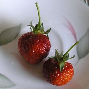 eng_ichigo_3.jpg