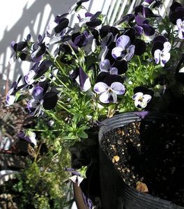 eng_viola_1.jpg