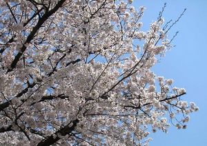 sakura2012.jpg