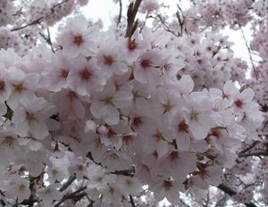 sakura2016_2.jpg